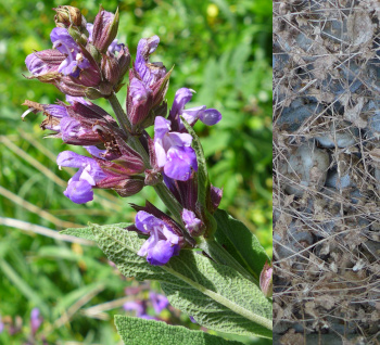 Links: Natur natürlich und rechts Roundup Ergebnis