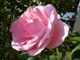 Bild: Rosarote Rose - Ich liebe und schütze die Natur!