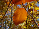 Bild: Blatt im Herbst - Ich liebe und schütze die Natur!