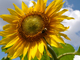 Bild: Sonnenblume - Ich liebe und schütze die Natur!
